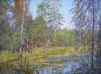 Swamp in the forest. Petrenko Boris
