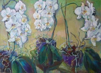 Orchids. Samoshchenkova Galina