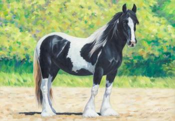 horse Sheril. Urazayev Mirat