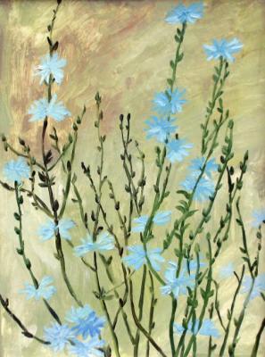 Chicory blooms. Sechko Xenia