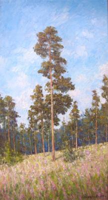 Pine trees on the slope. Gaiderov Michail