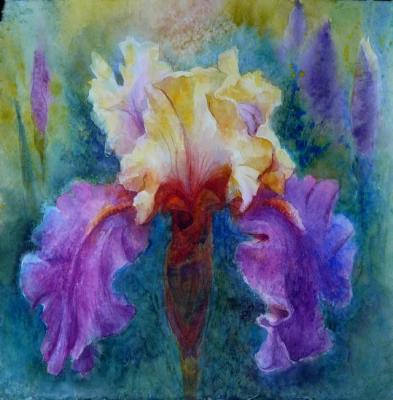 Velvet iris