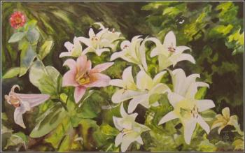 Lilies 2016