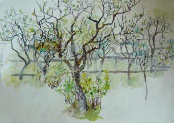 Spring apple trees. Samoshchenkova Galina