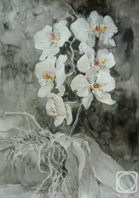 Samoshchenkova Galina. Orchid