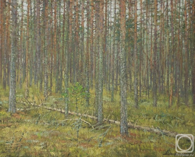 Ovsianikov Anton. In a Pine Forest