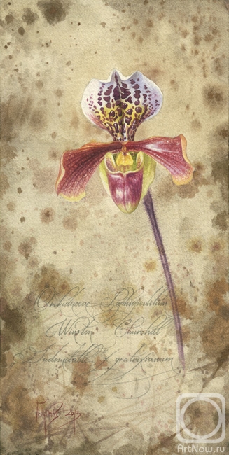 �������. ������� �����. ������� ������������ Winston Churchill Indomitable x gratrixianum