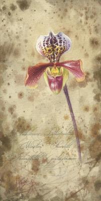 Orchidaceae Paphiopedilum Winston Churchill Indomitable x gratrixianum. Pugachev Pavel