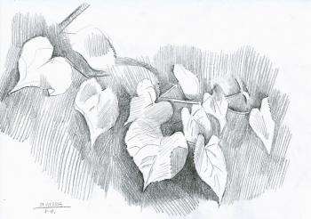 ������� ������ �����