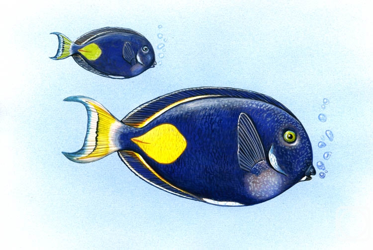Krasnova Nina. Surgeonfish