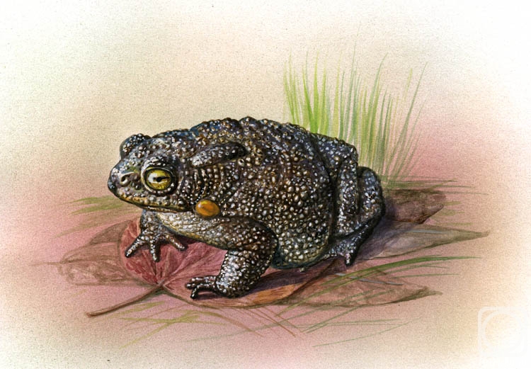 Krasnova Nina. Porous toad