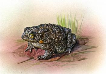 Porous toad. Krasnova Nina