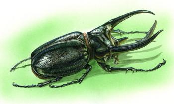 Rhinoceros beetle. Krasnova Nina