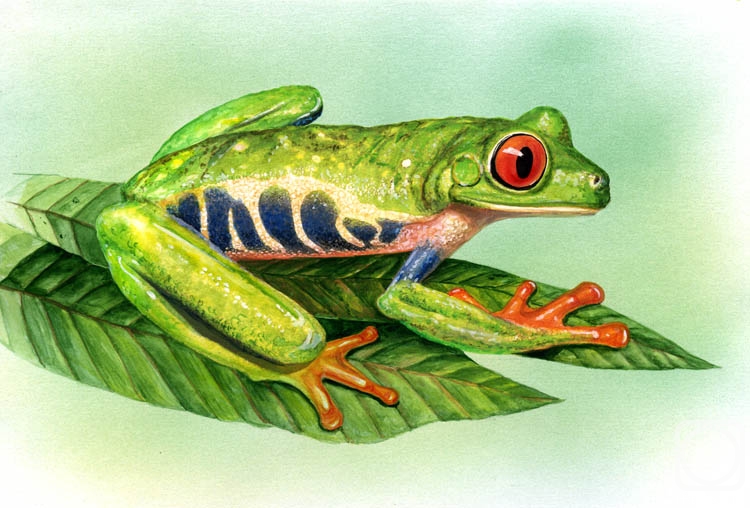 Krasnova Nina. Central American tree frog