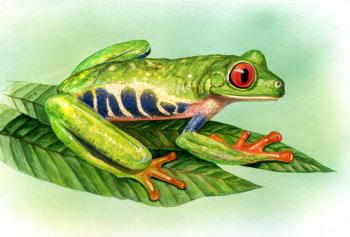 Central American tree frog. Krasnova Nina
