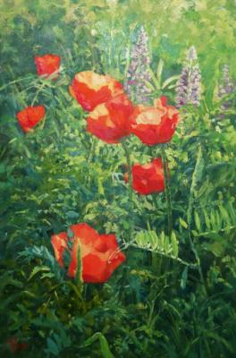 Loved by the sun (Poppies In The Grass). Shirobokova Taisiya