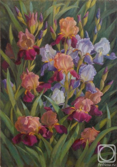 Shumakova Elena. Irises in the garden