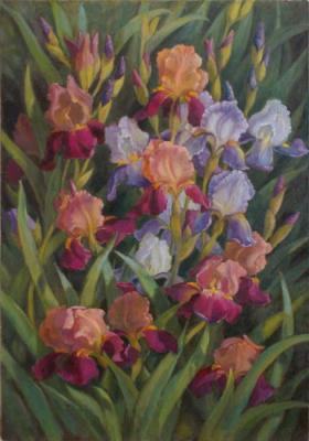 Irises in the garden. Shumakova Elena