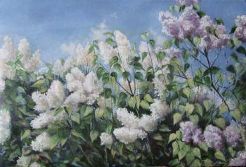 Lilac blooms. Levina Galina