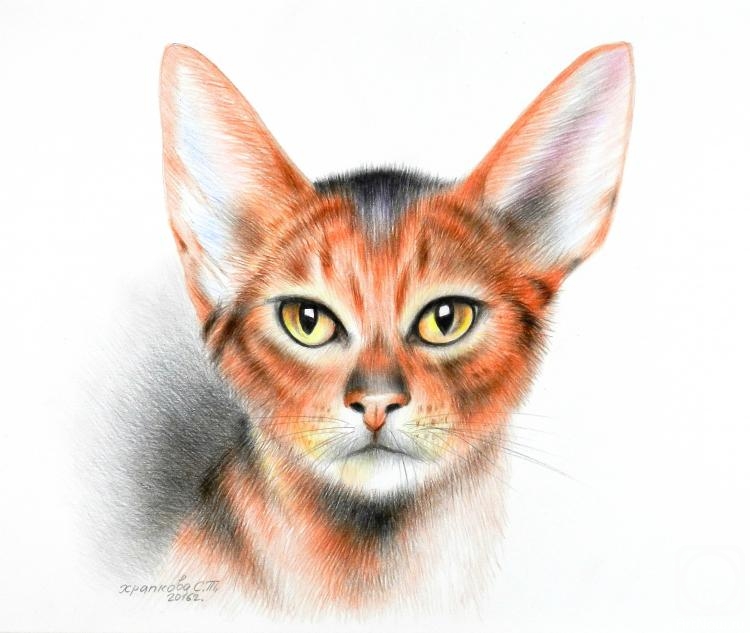 Khrapkova Svetlana. Abyssinian cat