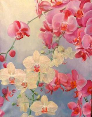 orchids. Razumova Svetlana