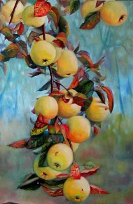 apples on a branch. Razumova Svetlana
