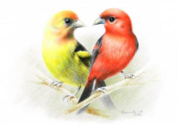 ������� ��������