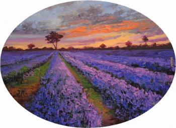 Evening on lavender field