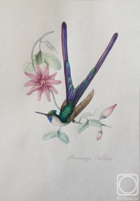 Bikova Yulia. Hummingbird with purple tail
