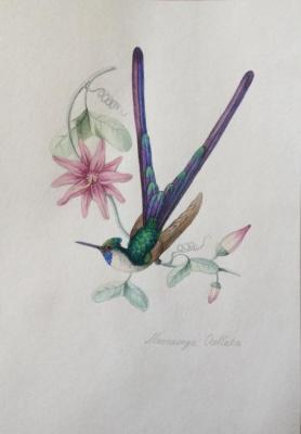 Hummingbird with purple tail. Bikova Yulia