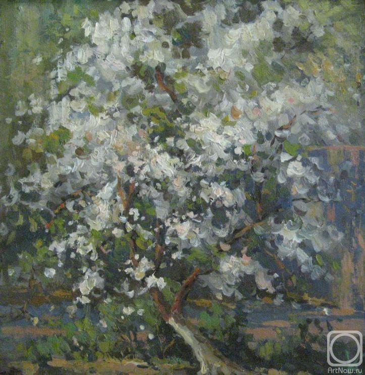 Kovalevscky Andrey. Cherry blossoms