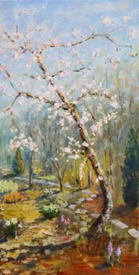 Flowering apricot tree. Yaskin Vladimir
