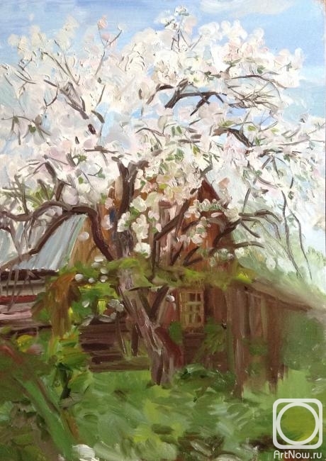 Shenec Anna. Apple tree in bloom