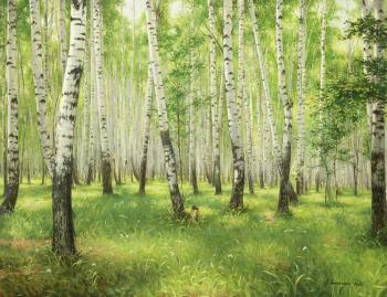 Birch grove. Aleksandrov Vladimir