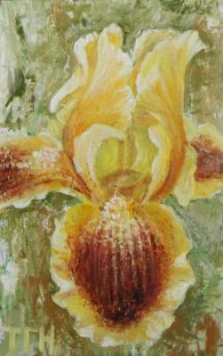 Yellow iris (Iris In The Sun). Kudryashov Galina