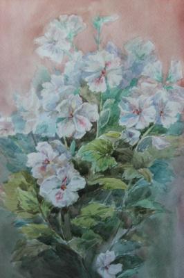 Begonia. Norenko Anastasya