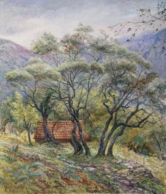 Old olive near st Bazil church. Montenegro