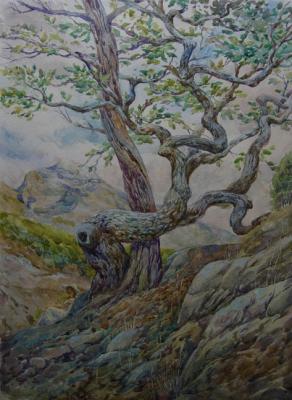 Oak and dry pine (). Kostylev Dmitry
