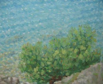 Pine trees on the seashore (study 2)