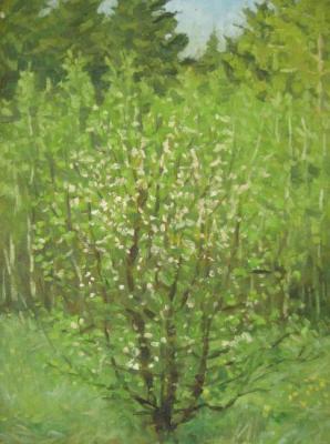 ������� �������� ����