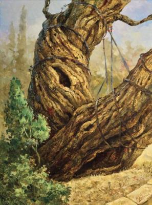 From the root. Mamvri Oak. Kalinin Vladimir