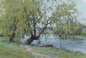 Pashutinskaya willow. Zhilov Andrey
