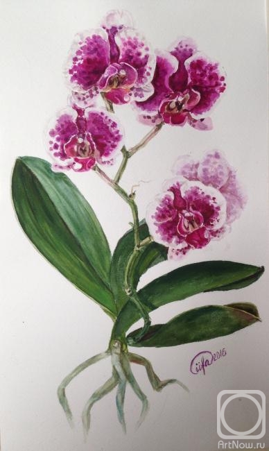 Fateeva Irina. Phalaenopsis