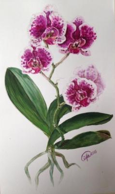 Phalaenopsis. Fateeva Irina
