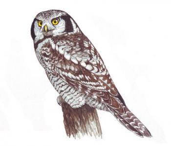 Hawk owl. Fomin Nikolay