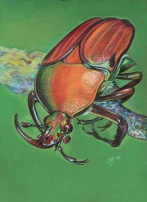 Beetle. Vitakova Tatiana