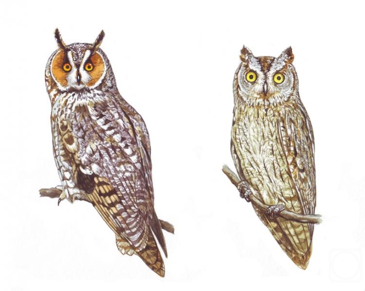Fomin Nikolay. Long-eared owl and Scops owl