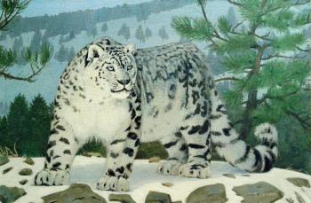Altai Leopard. Paravin Victor