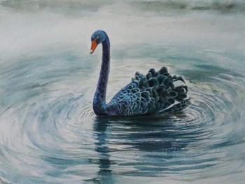 Black Swan. Zozoulia Maria