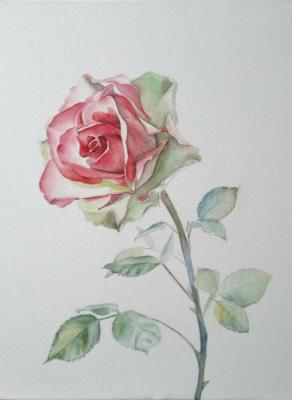 Rose (Rose Drawing). Zozoulia Maria